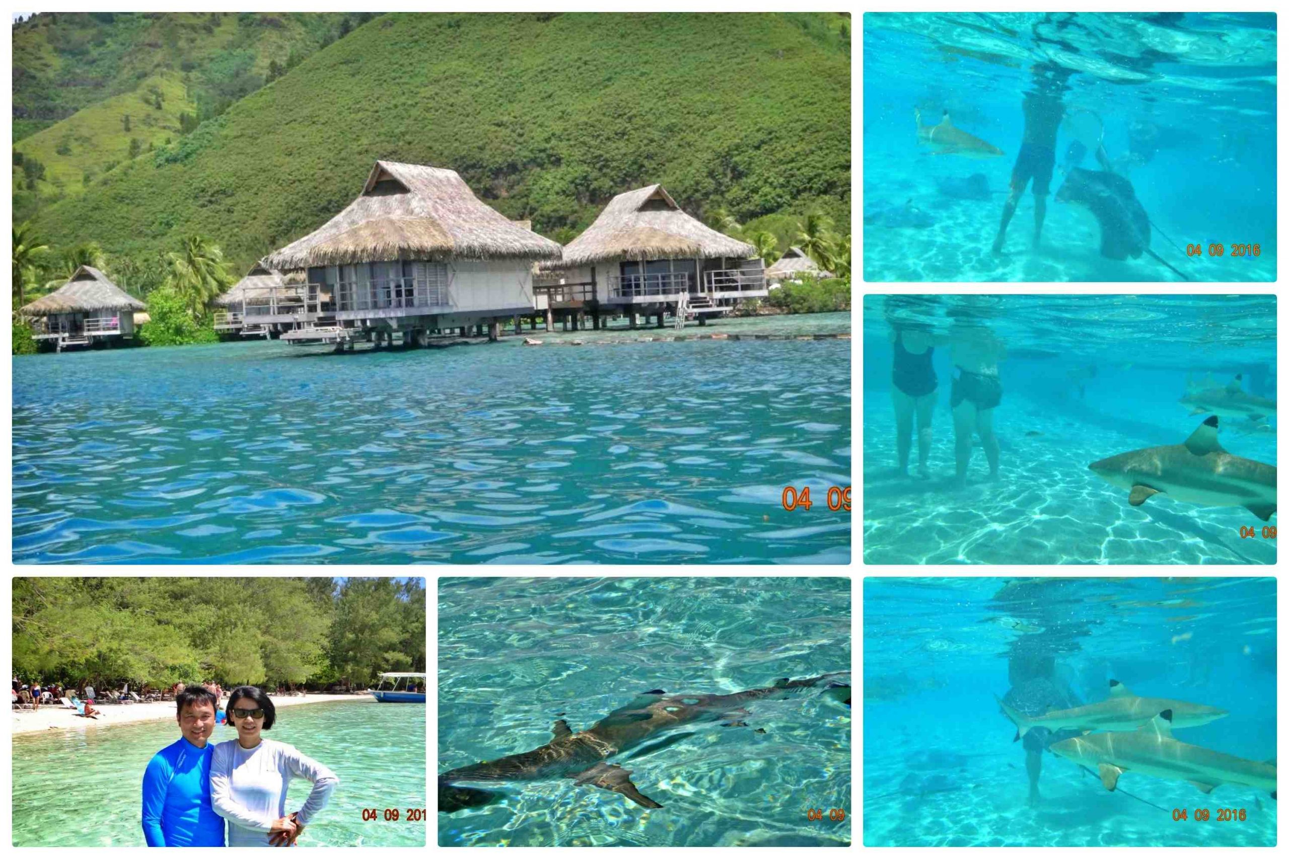 搭郵輪環遊世界二 - 茉莉亞島(Moorea) - 與鯊共舞